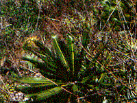 Hechtia sp.