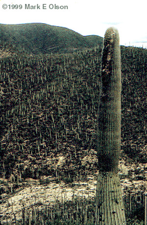 Cephalocereus cacti