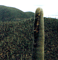 Cephalocereus cacti