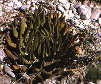 Ariocarpus trigonus