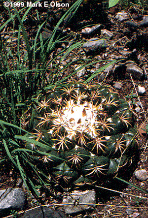 Coryphantha sp.