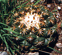 Coryphantha sp.