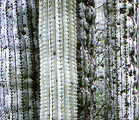 Neobuxbaumia tetetzo