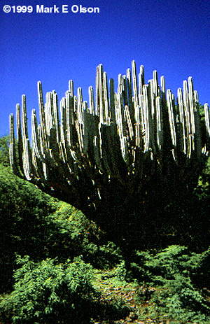 Pachycereus weberi