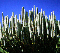 Pachycereus weberi