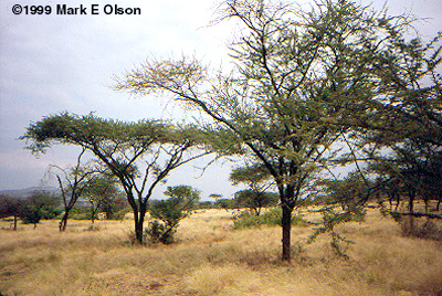 Acacia trees in Kenya