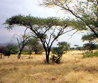 Acacia trees in Kenya