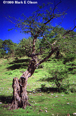 Acacia trees in Mexico