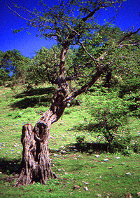 Acacia trees in Mexico