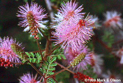 Calliandra in Mexico