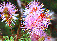 Calliandra in Mexico