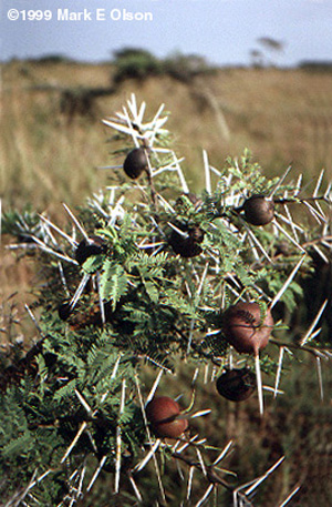 Acacia drepanolobium