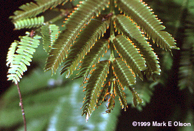 Acacia cornigera