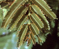 Acacia cornigera