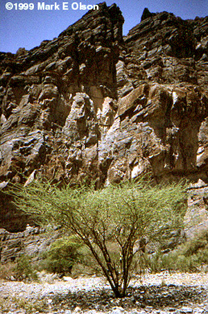 Acacia tortilis