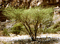Acacia tortilis