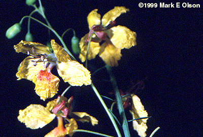 Parkinsonia aculeata