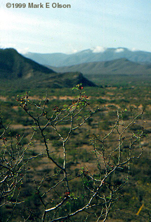 Caesalpinia sp.