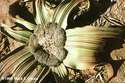 Habit photograph in Namibia