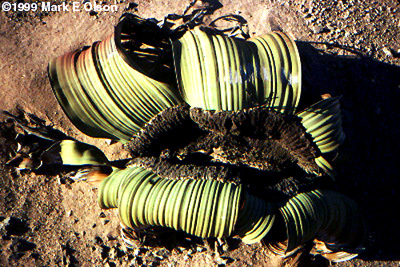 Habit photograph in Namibia