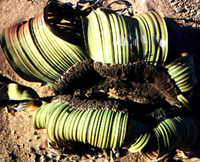 Habit photograph in Namibia