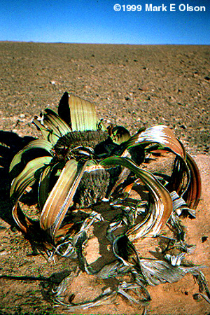 Habit photograph in Namibia