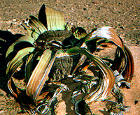 Habit photograph in Namibia