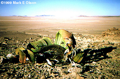 Habit photograph in Namibia