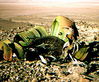 Habit photograph in Namibia