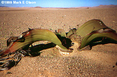 Habit photograph in Namibia