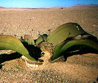 Habit photograph in Namibia