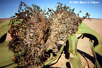 Habit photograph in Namibia