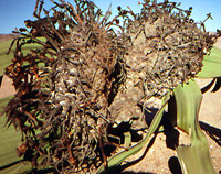 Habit photograph in Namibia