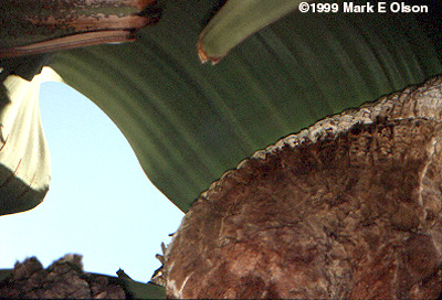 Habit photograph in Namibia