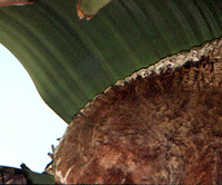 Habit photograph in Namibia