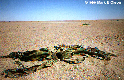 Habitat photograph in Namibia