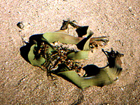 Habitat photograph in Namibia