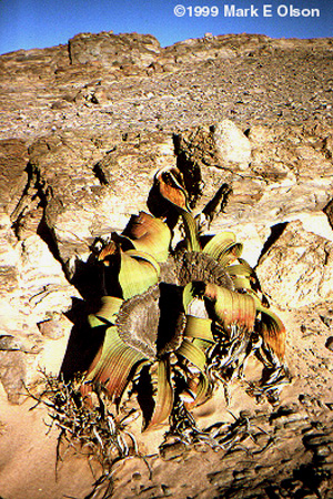 Habitat photograph in Namibia