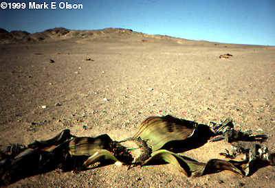 Habitat photograph in Namibia