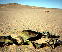 Habitat photograph in Namibia