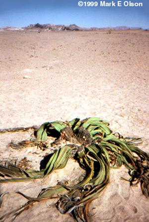 Habitat photograph in Namibia