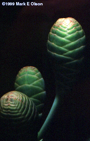 Young female cones