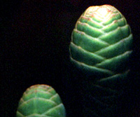 Young female cones
