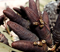 Older female cones