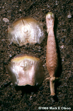 Female cone