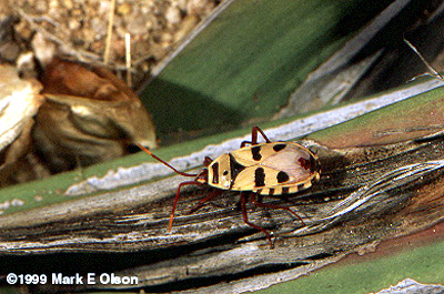 Welwitschia bug