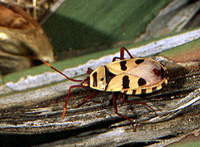 Welwitschia bug