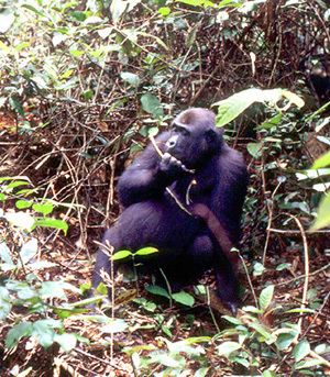 Gorillas forage for food