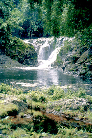 Forest waterfall