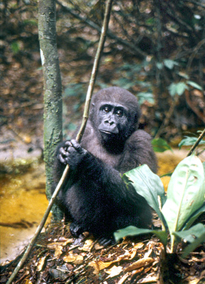 Western lowland gorilla